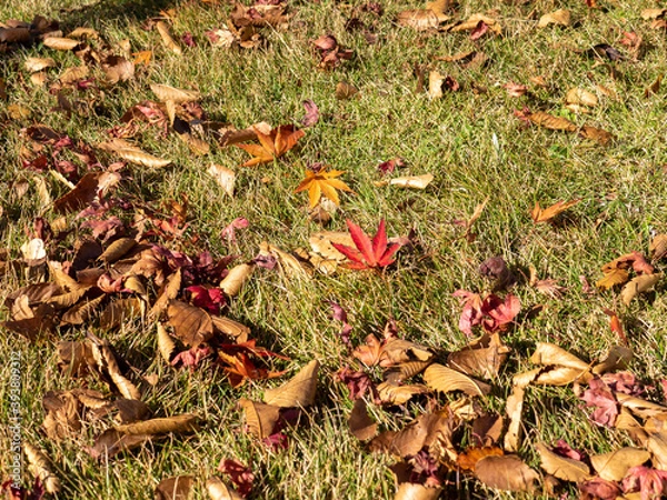 Fototapeta 秋のイメージ