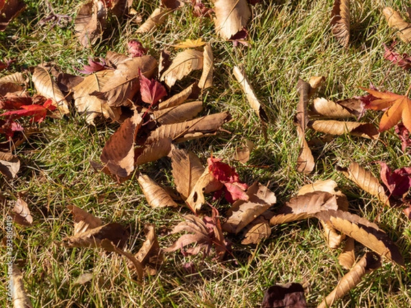 Fototapeta 秋のイメージ