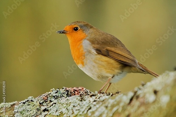 Fototapeta A Robin Eating Lichen