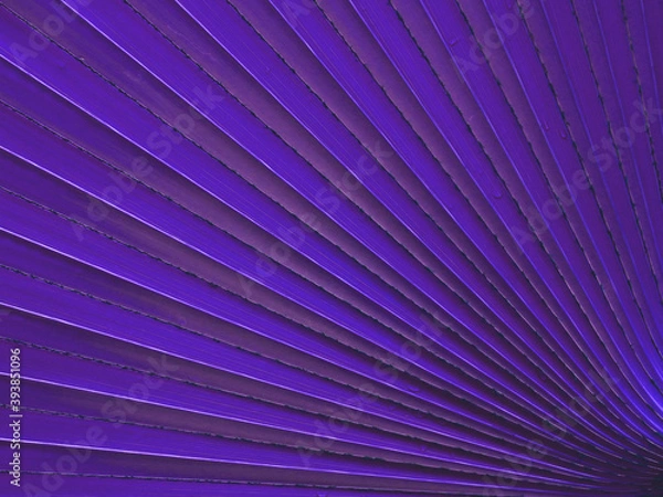 Fototapeta texture of violet palm leaf with line