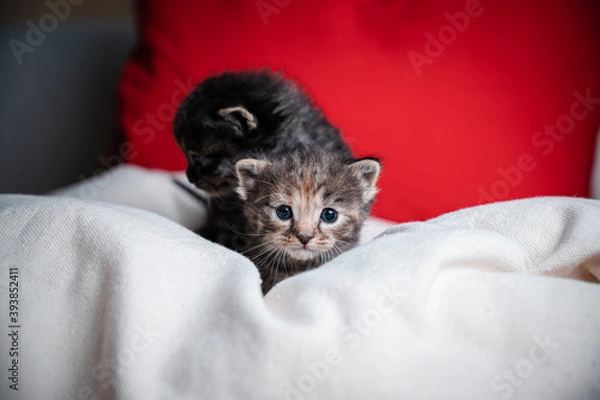 Fototapeta Brown and a black kitten on a pillow.The brown kitten looking into the camera couriously while the black looking away.