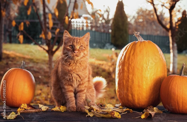 Fototapeta Autumn consept scene with an orange siberian cat, orange pumpkins and leaves in the garden outside.