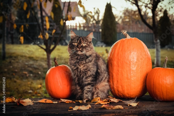 Fototapeta Autumn consept scene with a gray siberian cat, orange pumpkins and leaves in the garden outside.