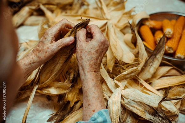 Fototapeta Cropped image of an old lady peeling and selecting with hands corn on a table surrounded by corn peel. Agriculture work.