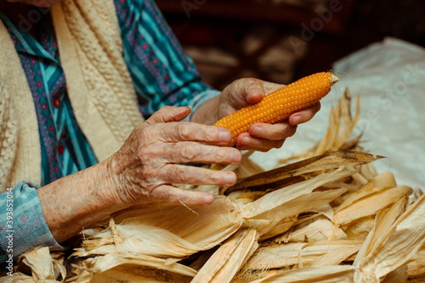 Fototapeta Cropped image of an old lady peeling and selecting with hands corn on a table surrounded by corn peel. Agriculture work.