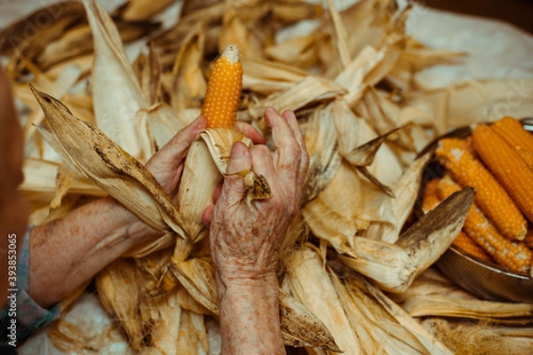 Fototapeta Cropped image of an old lady peeling and selecting with hands corn on a table surrounded by corn peel. Agriculture work.