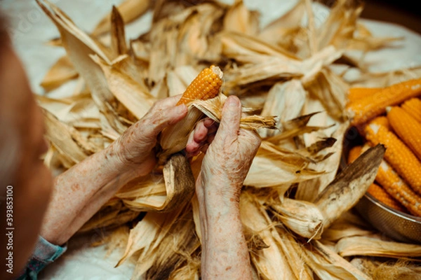 Fototapeta Cropped image of an old lady peeling and selecting with hands corn on a table surrounded by corn peel. Agriculture work.