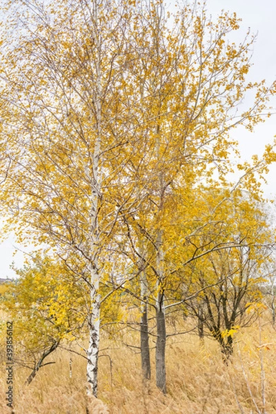 Obraz Beautiful yellow trees in autumn in the park