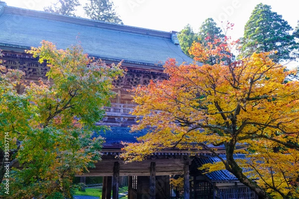 Fototapeta 永平寺 紅葉が映える中雀門
