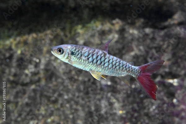 Obraz 赤い尾ひれが可愛いイエローピンクテールカラシンの泳ぐ姿