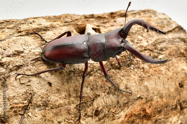 Obraz ノコギリクワガタ
