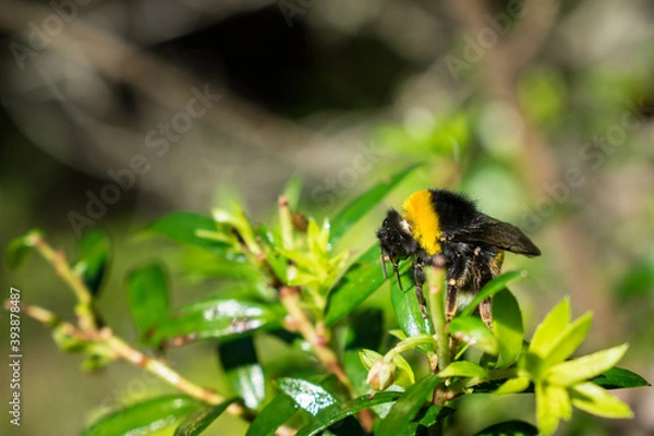 Fototapeta bee on a flower