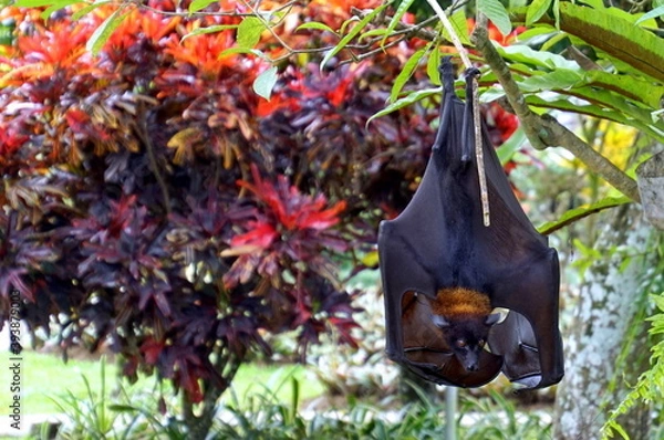 Obraz Megabat - Megachiroptera, family Pteropodidae of the order Chiroptera (bats). They are also called fruit bats, flying foxes, flying dogs.