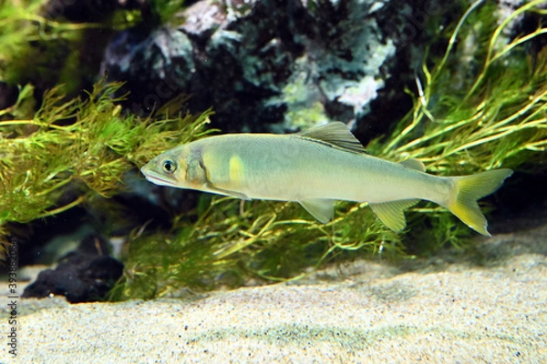 Obraz 水中を泳ぐ大きな美しいアユ