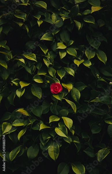 Obraz minimalistic red rose