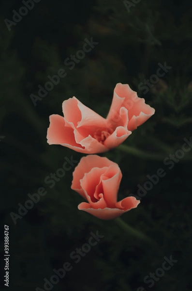 Obraz pink rose in forest