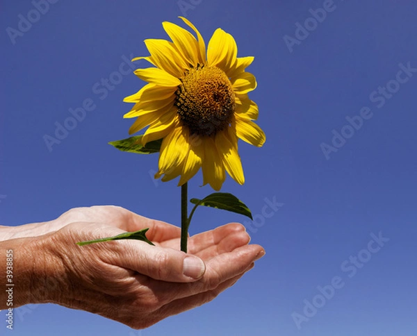 Obraz hände mit sonnenblume
