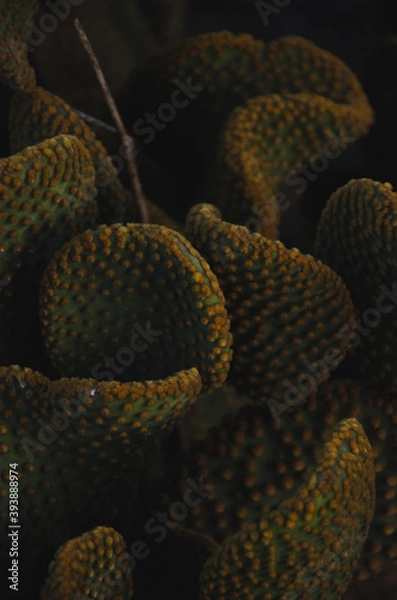 Obraz Cacti texture 