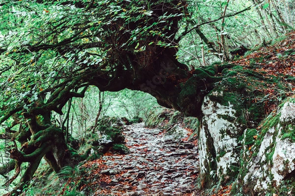Obraz Forest in autumn
