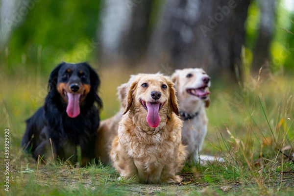 Fototapeta Different breeds of dogs are sitting on nature background. Cute pets are walking.
