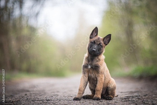 Fototapeta Cute puppy, belgian shepherd malinois dog