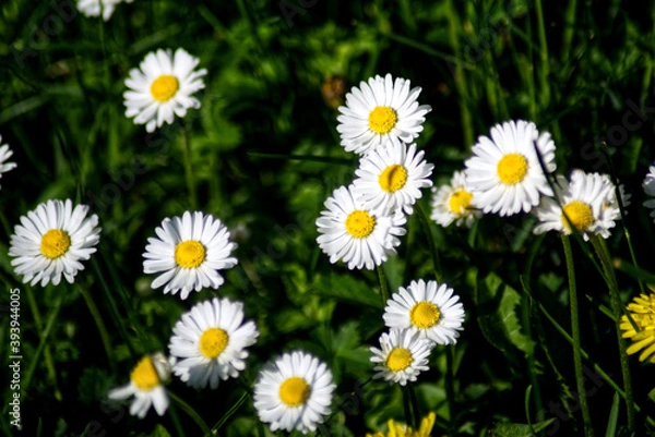 Obraz Flowers of Daisies in the background of green vegetation.