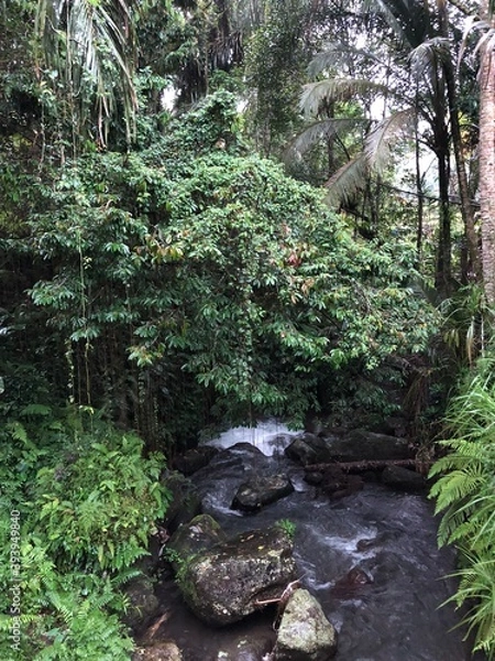 Obraz Fluss im Dschungel