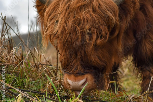 Obraz Scotland cattle