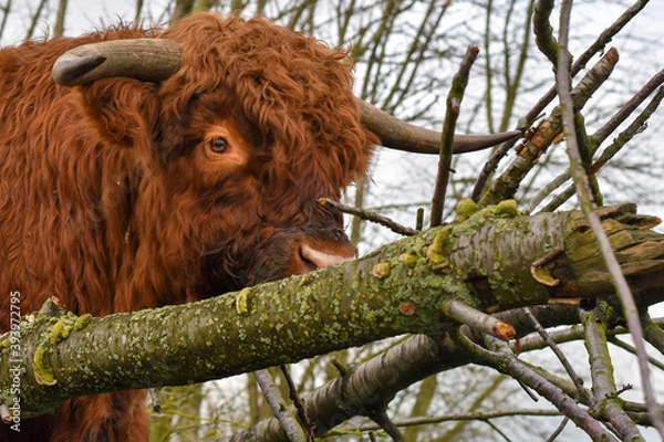 Obraz scottish highland cattle