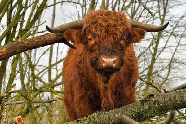 Obraz Scottish Highland Cttle