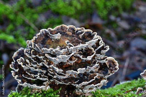 Obraz Tree mushrooms