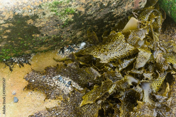 Fototapeta seaweed and stone