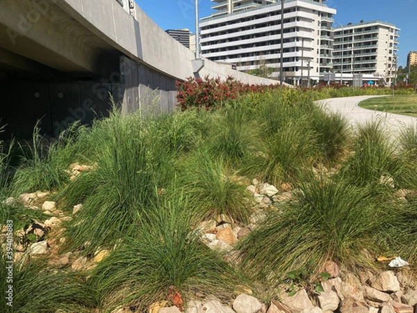 Fototapeta Mass planting of bunch grass in between stones. Garden bed beside a motorway with apartment buildings in the background