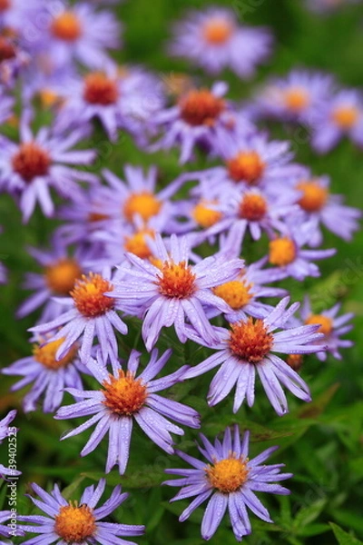 Fototapeta Aster dumosus `Prof. Anton Kippenberg´