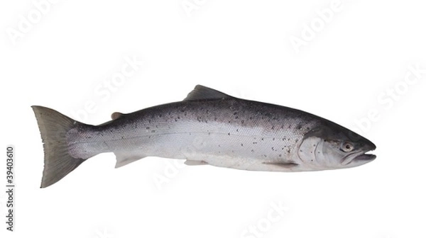 Fototapeta big salmon