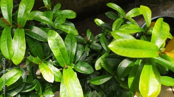 Obraz Sawo Kecik Tree