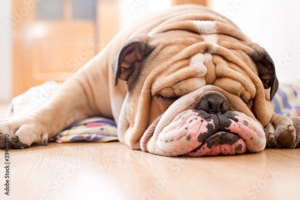 Obraz English Bulldog portrait