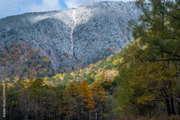 Fototapeta 晩秋の上高地 黄葉の山肌と雪化粧のコラボレーション