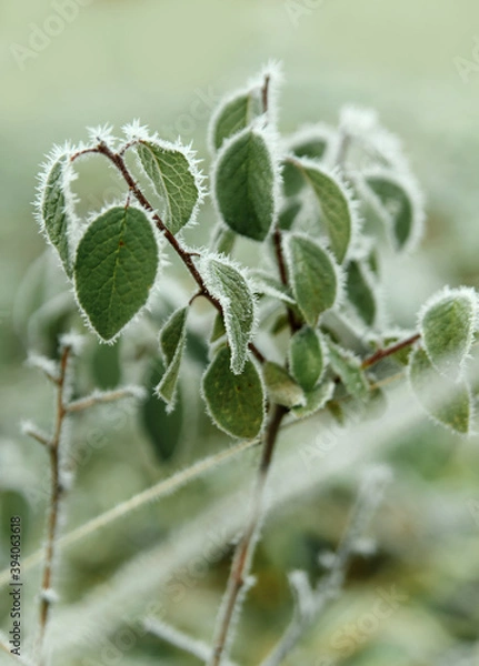 Obraz Green leaves on thin branch are covered with frost in late autumn