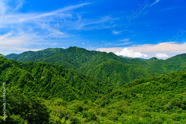 Obraz 新緑の白神山地