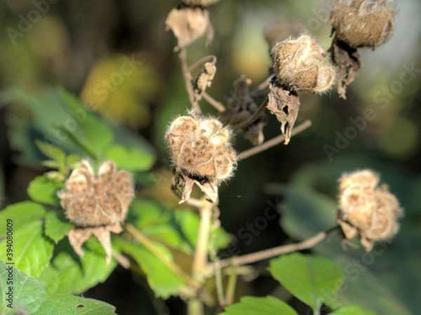 Fototapeta フヨウの蒴