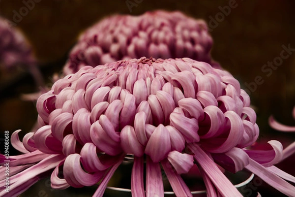 Fototapeta 秋に咲く大輪の菊