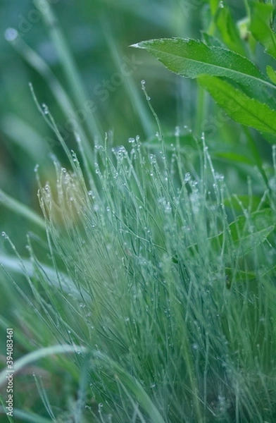 Fototapeta Meadow grass and weeds, dew and raindrops sparkling in the sun. Close-up, blurred background