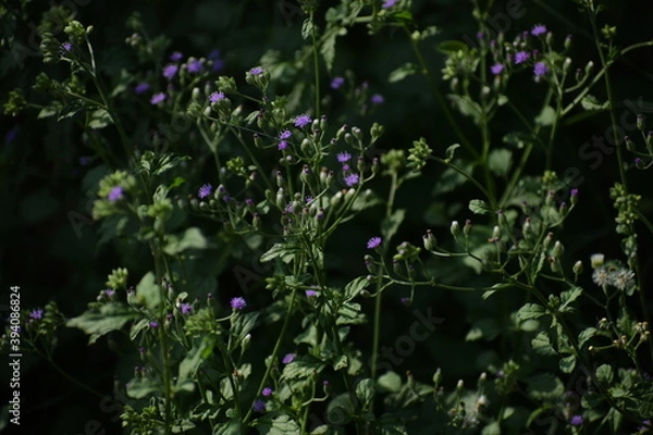 Obraz Lilac Tasselflower or Emilia Sonchifolia Flower and Plant also known as one of the Flowers in Dasa Pushapam in India