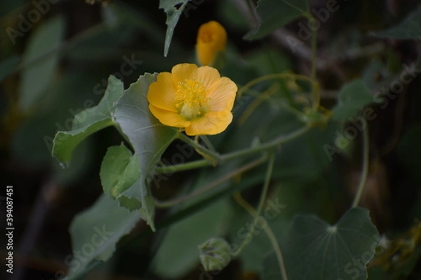 Obraz Chiness Bell Flower, Indian Mellow, Moon Flowe or Country mallow plant (Abutilon indicum) an Indian medicinal plant used in Ayurveda.The plant is native to Old World tropics