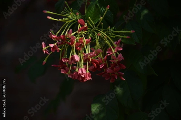 Obraz Rangoon creeper or chinese honeysuckle creeper flowers