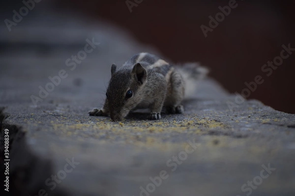 Fototapeta Indian palm squirrel or three-striped palm squirrel (Funambulus palmarum) -is a species of rodent in the family Sciuridae found naturally in India (south of the Vindhyas) and Sri Lanka.