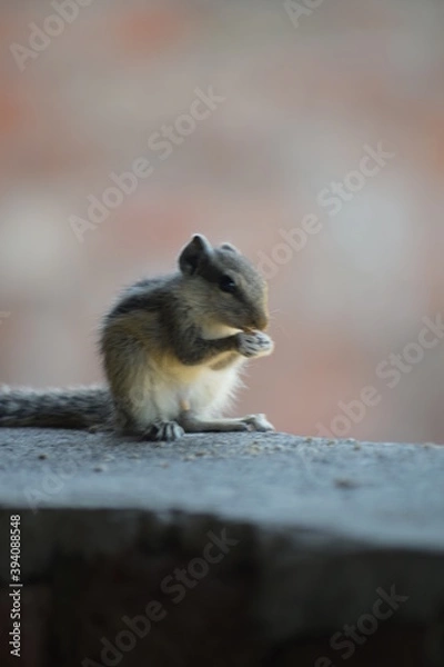 Fototapeta Indian palm squirrel or three-striped palm squirrel (Funambulus palmarum) -is a species of rodent in the family Sciuridae found naturally in India (south of the Vindhyas) and Sri Lanka.