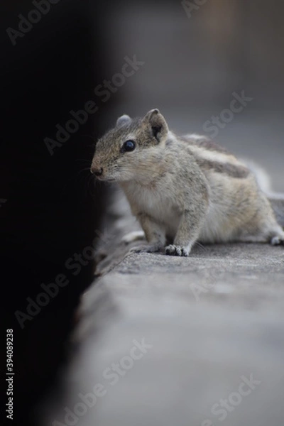Obraz Indian palm squirrel or three-striped palm squirrel (Funambulus palmarum) -is a species of rodent in the family Sciuridae found naturally in India (south of the Vindhyas) and Sri Lanka.