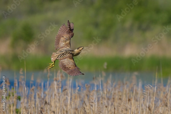 Obraz Botaurus stellaris